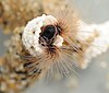 Sandcastle worm in laboratory