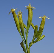 Tagetes minuta head2 (16350566446).jpg