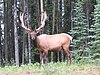 Cervus canadensis