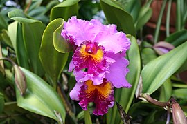 Orchidée : Cattleya hybride (USA).