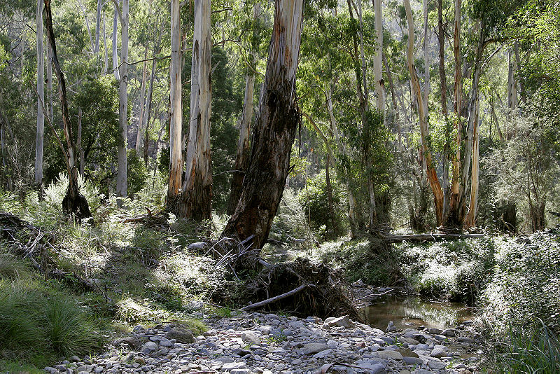 File:Australian bush.jpg