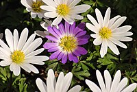 Une composition d'Anemone Blanda mauve et blanches.