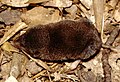 Southern short-tailed shrew--dorsal view