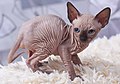 58 Cat Sphynx. Kittens. img 11 uploaded by Knopik-som, nominated by Tomer T