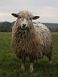 Thumbnail for Cotswold sheep