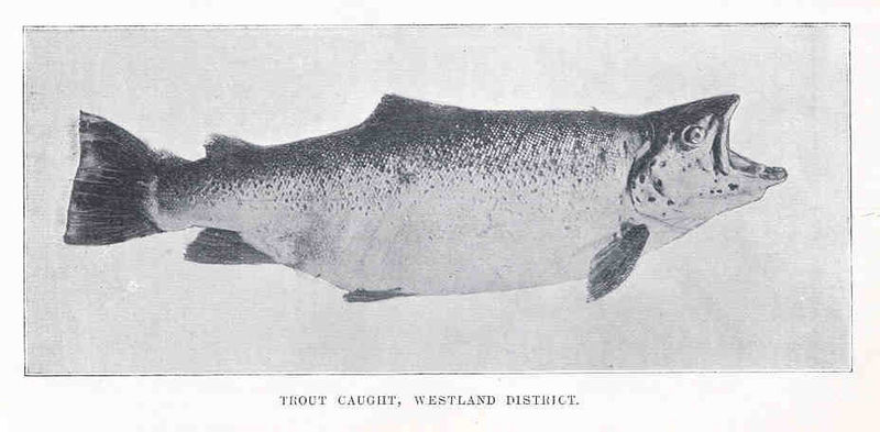 File:FMIB 34985 Trout Caught, Westland District.jpeg