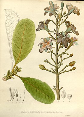 Desenho botânico de Salvertia convallariodora