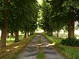 Lindenlaan (natuurmonument)