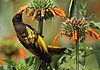 Golden-winged Sunbird feeding on Leonotis nepetifolia, Kenya