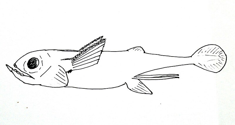 File:Iniopterygian.jpg