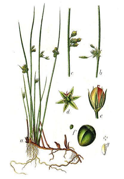 File:Juncus filiformis Sturm8.jpg