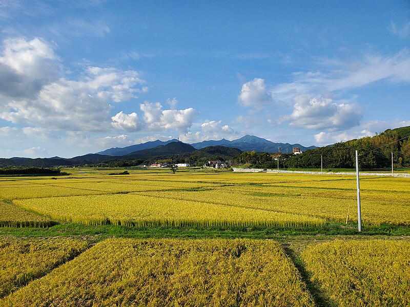 File:Kanoya Ueno-cho Rice Field 2020 01.jpg