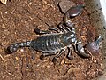 Image 29This female Pandinus scorpion Has heavily sclerotised chelae, tail and dorsum, but has flexible lateral areas to allow for expansion when gravid (from Arthropod exoskeleton)