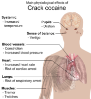 Main physiological effects of Crack cocaine