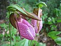 Pink Lady's Slipper (in the subfamily Cypripedioidea)