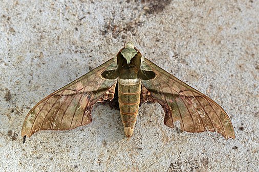 Sphinx moth Adhemarius donysa