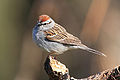 Chipping Sparrow