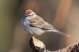 Zümmögő verébsármány (Spizella passerina)