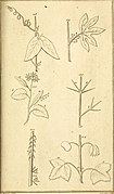 The elements of botany Being a translation of the Philosophia botanica, and other treatises of the celebrated Linnæus, to which is added an appendix, wherein are described some plants lately found in (20620331274).jpg