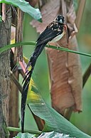 Male going into breeding