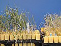 Image 4The Yecoro wheat (right) cultivar is sensitive to salinity, plants resulting from a hybrid cross with cultivar W4910 (left) show greater tolerance to high salinity (from Plant breeding)