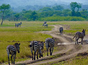 Zebras im Akagera-Nationalpark