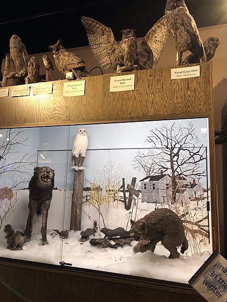 File:Animals in the Winter diorama-Roseau County Museum and Interpretive Center, Roseau, MN.jpg