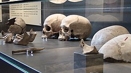 Blick in eine Vitrine mit Schädelfunden. Rechts sind zwei Schädelkalotten mit verheilten Traumata.