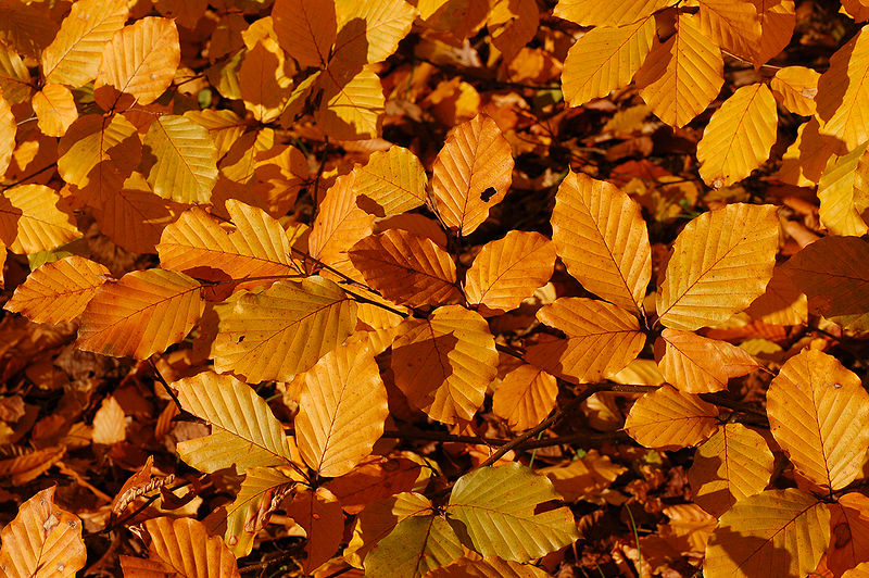 File:Copper Beech Fagus sylvatica f. purpurea Autumn Leaves Closeup 3008px.jpg