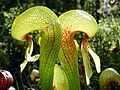 Sarraceniaceae (Darlingtonia californica)