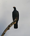 White-crowned pigeon