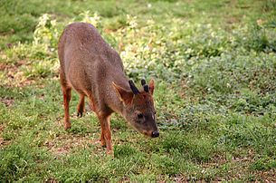 Pudú