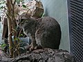 Rusty-spotted cat