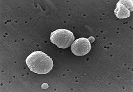 (Streptococcus pneumoniae)