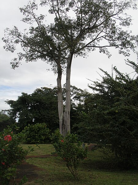 File:Sentier de découverte de la Maison de la canne (Les Trois-Îlets, Martinique) - 06.jpg