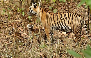 Tigress with cubs in Kanha Tiger Reserve