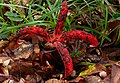 * Nomination Clathrus archeri syn. Anthurus archeri --Holleday 05:38, 9 September 2014 (UTC) * Promotion Good qualiy --Llez 06:00, 9 September 2014 (UTC)