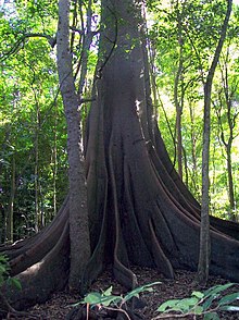 Wingham Brush with Moreton Bay Fig.jpg