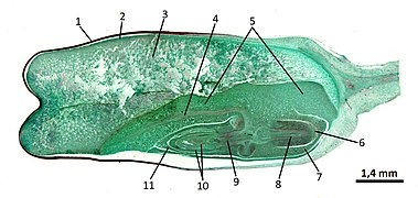 Zea mays kernel.jpg