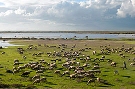 Moutons aux abords du lac Vistonída.