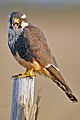 Aplomodo-sólyom (Falco femoralis)