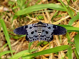 Dysphania percota