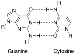 Complementaire stikstofbasen (cytosine en guanine), verbonden door waterstofbruggen, aangegeven met stippellijntjes