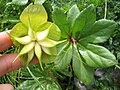 Follicolo di Helleborus niger