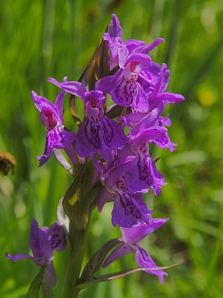 File:Herrensee Knabenkraut Orchis maculata Blütenstand WikiLovesEarth 160529-0675 Herrensee SOOC.jpg