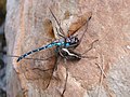 Megadolomedes australianus with a dragonfly as prey