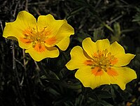 Potentilla aurea