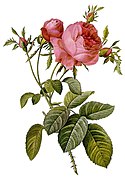 Rosa centifolia (rosa de cent pètals)