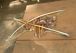 The carcass of a slow loris is cut open and staked out with bamboo pieces