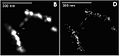 Virus Super Resolution Microscopy SPDM Cremer/Wege labs